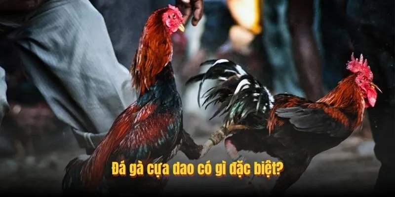 Đá Gà Cựa Dao Là Gì?
