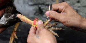 Đá Gà Cựa Dao – Trải Nghiệm Giải Trí Hấp Dẫn Tại AU88