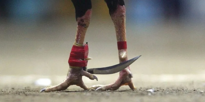 Ưu Điểm Khi Theo Dõi Đá Gà Cựa Dao Trên AU88