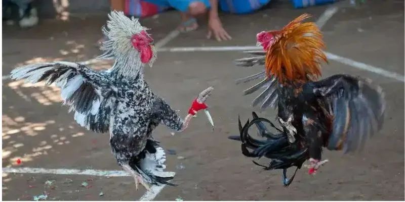 Các Trường Gà Cựa Dao Quốc Tế Nổi Bật