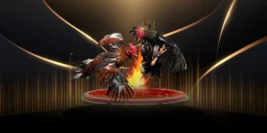 Đá Gà Cựa Sắt – Xem Trực Tuyến Sắc Nét Tại AU88