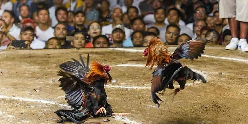 Kinh nghiệm chơi đá gà cựa sắt từ cao thủ AU88